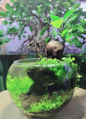 萌