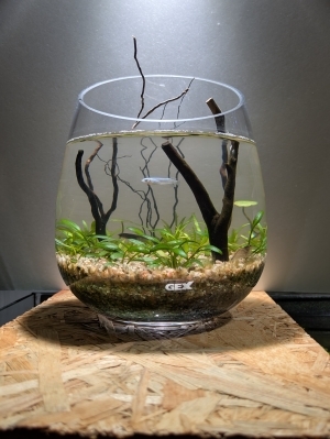 小さな水没林
