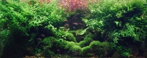 ボルビの森