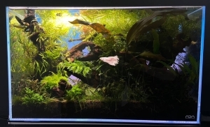 光へ、水水(スイスイ)