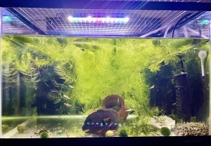 仲良し水槽
