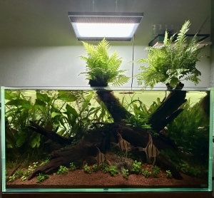 大樹に集う