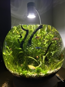 小さな森の水中世界