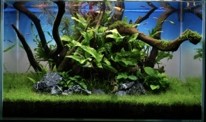 流木の森