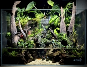 水音のする森