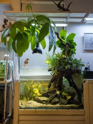わが家のシンボル水槽