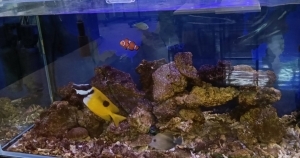 水槽の中の小世界