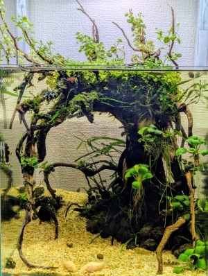 あの根の根