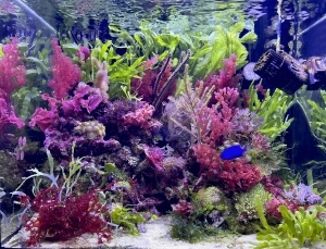 蒼海の庭