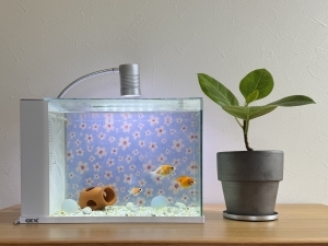 部屋に咲く、小さな水景