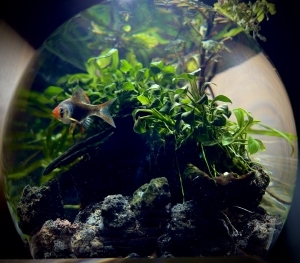 緑陰