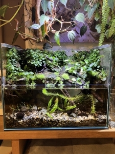 イモリと水辺