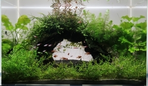 水草のトンネル