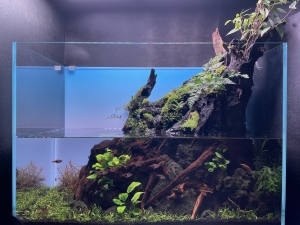 Magical Forest