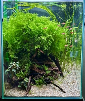 ウィローモスの森