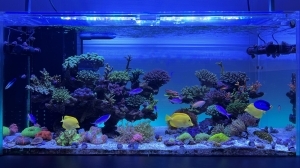 Coral Saga