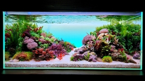 予定者確定‼️水槽(大) 受賞作品発表｜GEX アクア レイアウトコンテスト 2024｜ジェックス株式会社