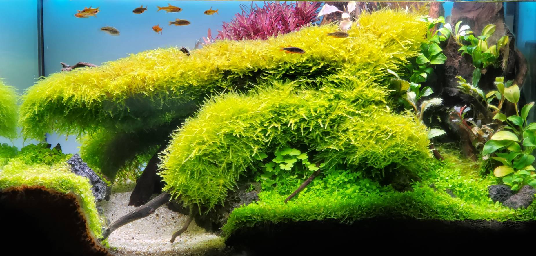 受賞作品発表｜GEX アクア レイアウトコンテスト 2024｜ジェックス株式会社