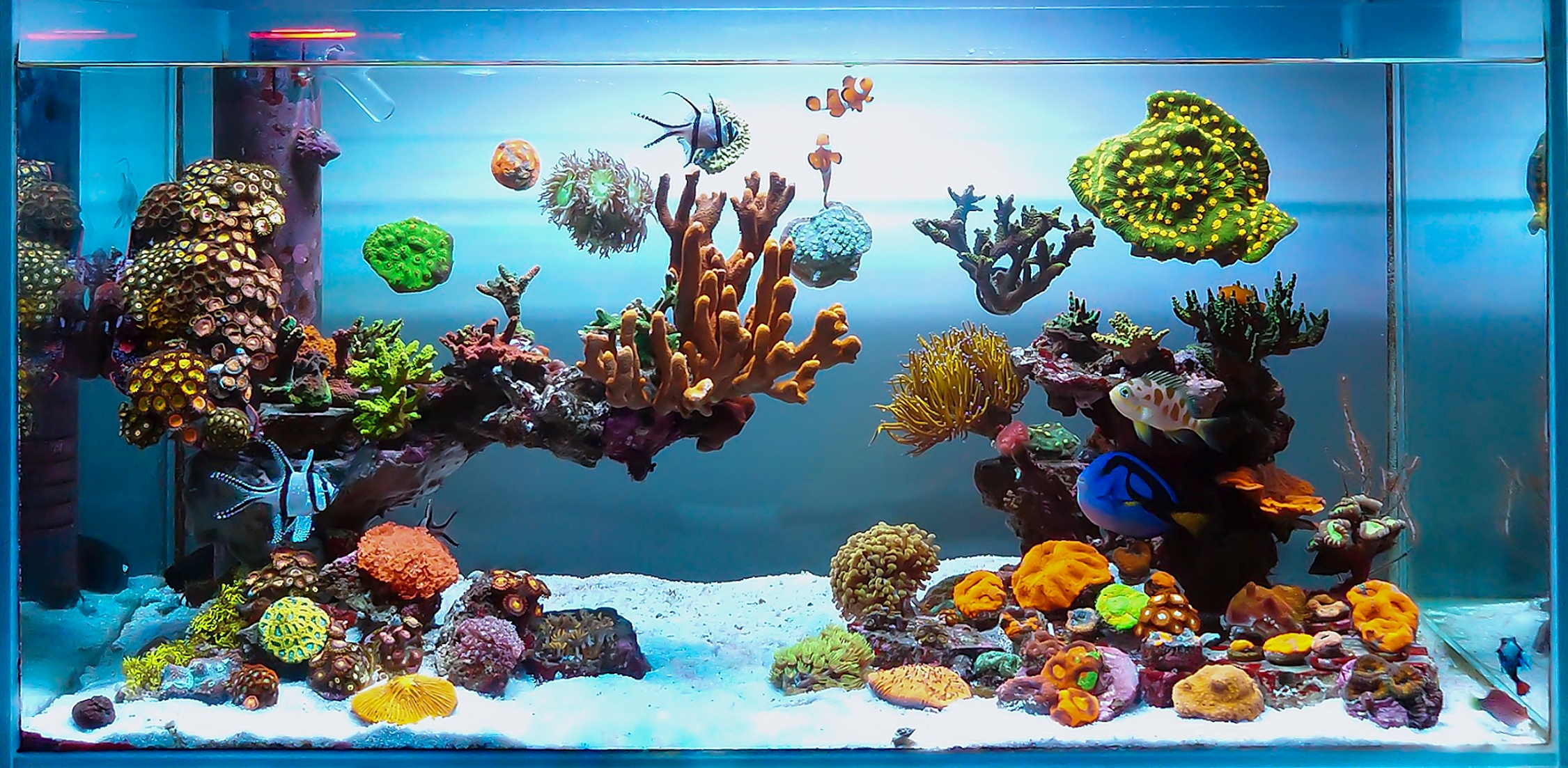 受賞作品発表｜GEX アクア レイアウトコンテスト 2024｜ジェックス株式会社