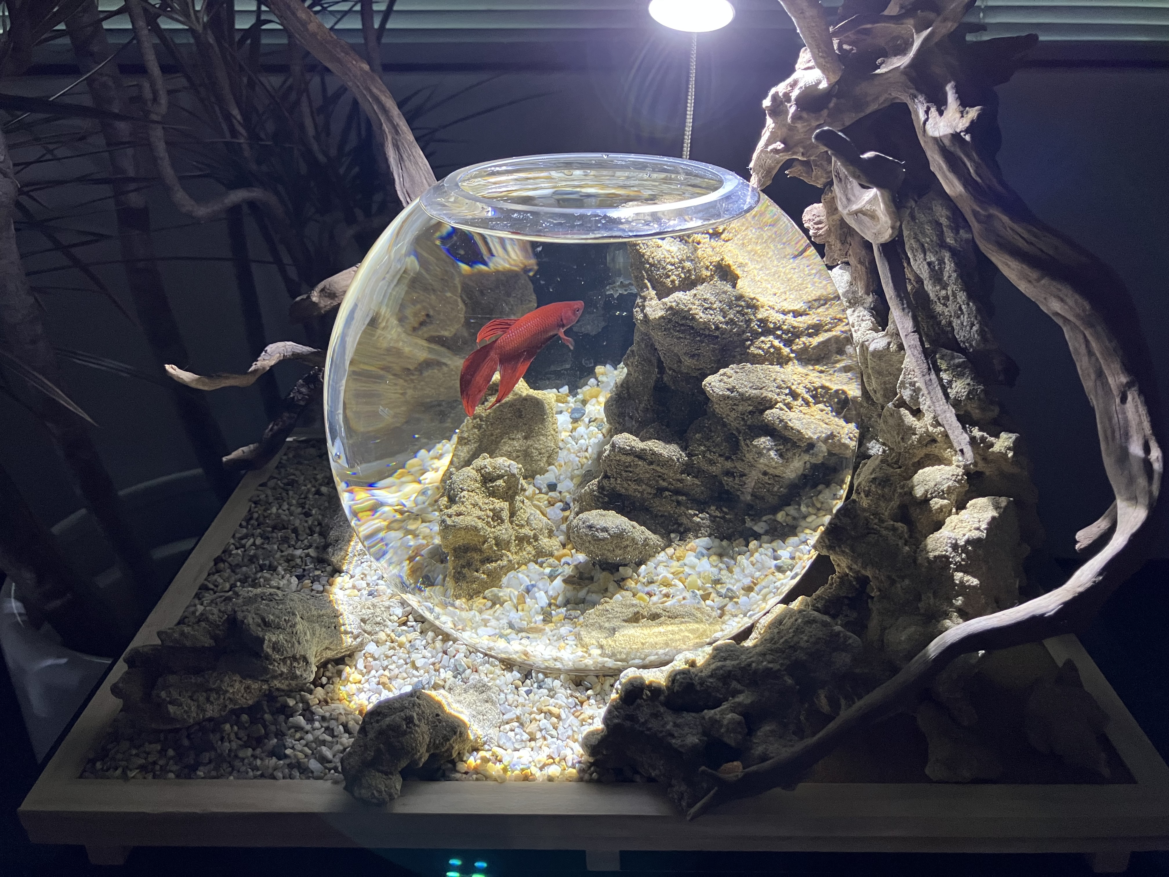 受賞作品発表｜GEX アクア レイアウトコンテスト 2024｜ジェックス株式会社